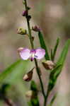 Showy milkwort